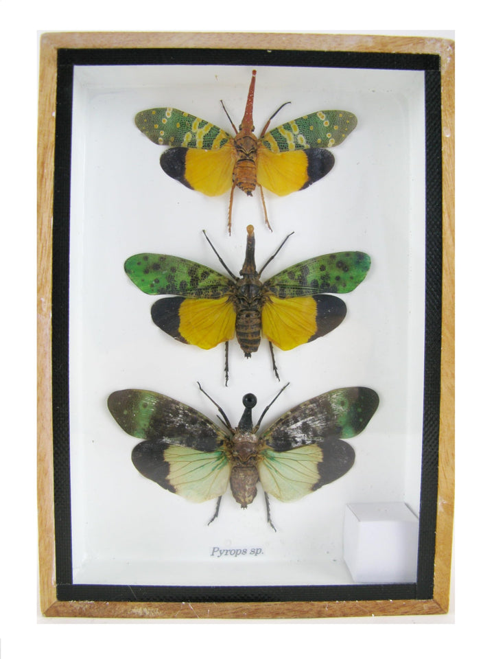 Echte exotische riesige Käfer, Insekten und Krabbler im Schaukasten - Insekten - Taxidermie (3x Pyro