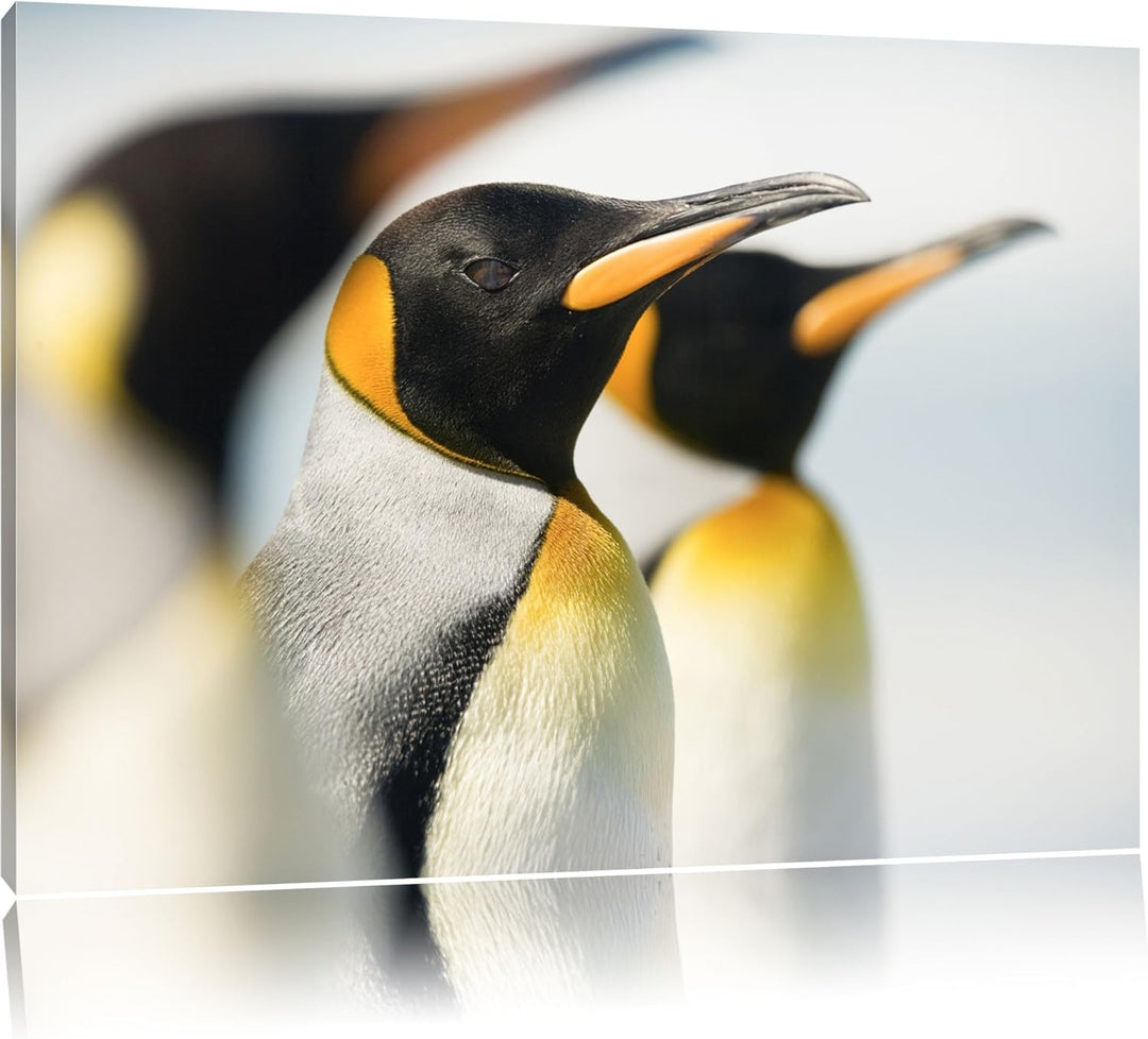 Pinguine Format: 100x70 auf Leinwand, XXL riesige Bilder fertig gerahmt mit Keilrahmen, Kunstdruck a