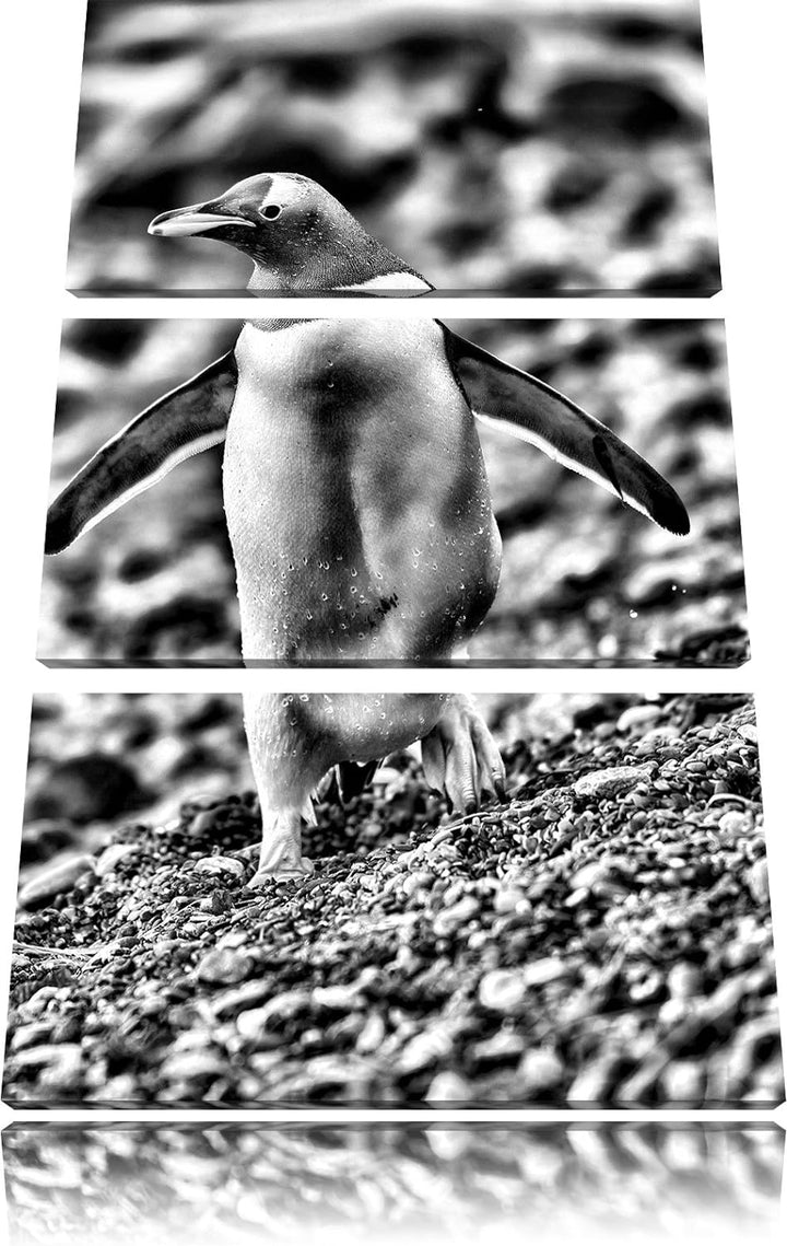 Pinguine als Leinwandbild | Grösse: 3 Teilig (120x80) | Wandbild| Kunstdruck | fertig bespannt