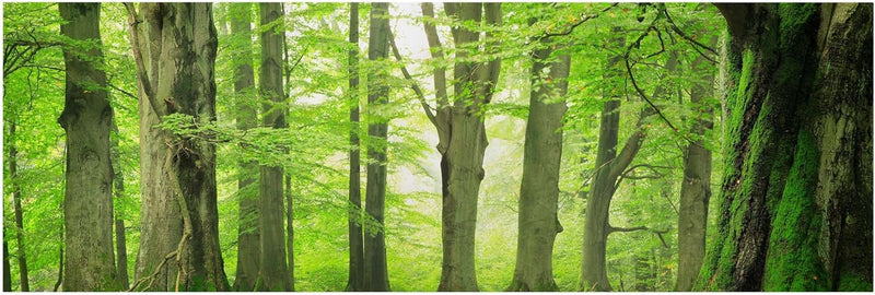 Bilderwelten Leinwandbild Top Wandbild Panorama 30 x 90cm Mighty Beech Trees 30cm x 90cm Mighty Beec