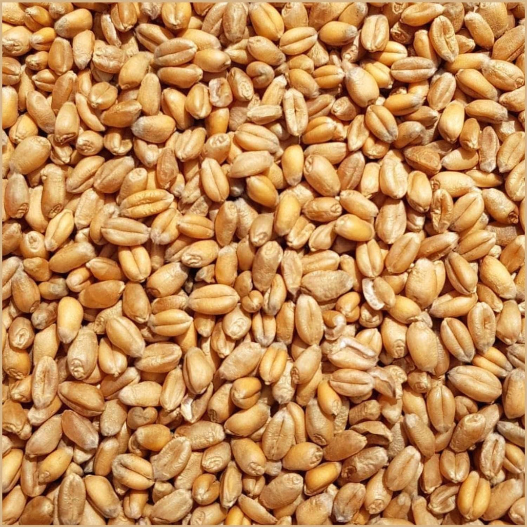 SUPRAVIT Weizen Futterweizen - 25kg aus regionaler Landwirtschaft - Ideales Einzelfuttermittel für T