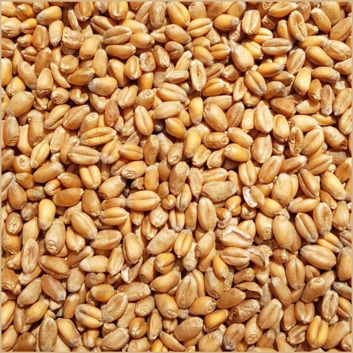 SUPRAVIT Weizen Futterweizen - 25kg aus regionaler Landwirtschaft - Ideales Einzelfuttermittel für T