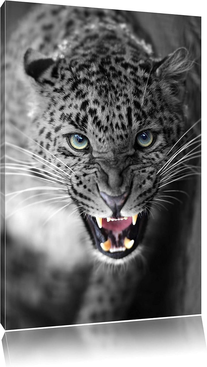 schöner fauchender Leopard schwarz/weiss Format: 100x70 auf Leinwand, XXL riesige Bilder fertig gera
