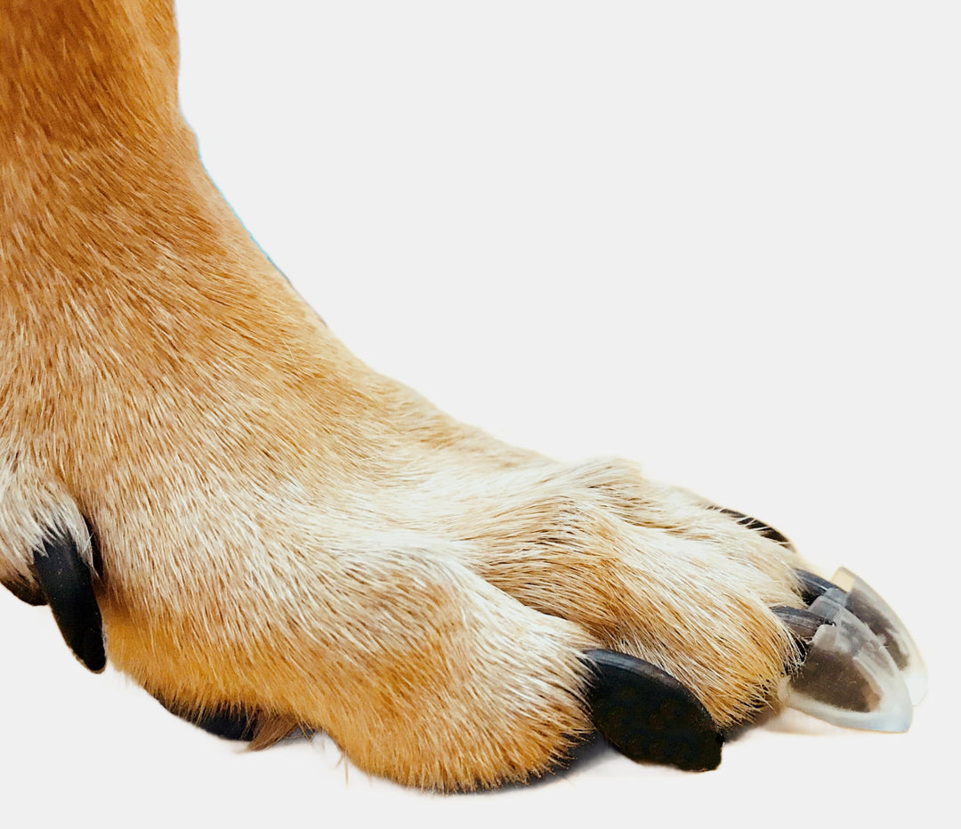 Dr. McHenry's Dog Toe Treads, Set mit 24 Stück mit Klebstoff und Reinigungsbürste, erhöhte Traktion