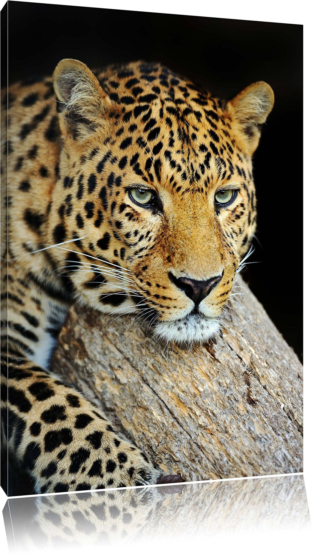 Pixxprint Ruhiger Leopard Format: 100x70 auf Leinwand, XXL riesige Bilder fertig gerahmt mit Keilrah