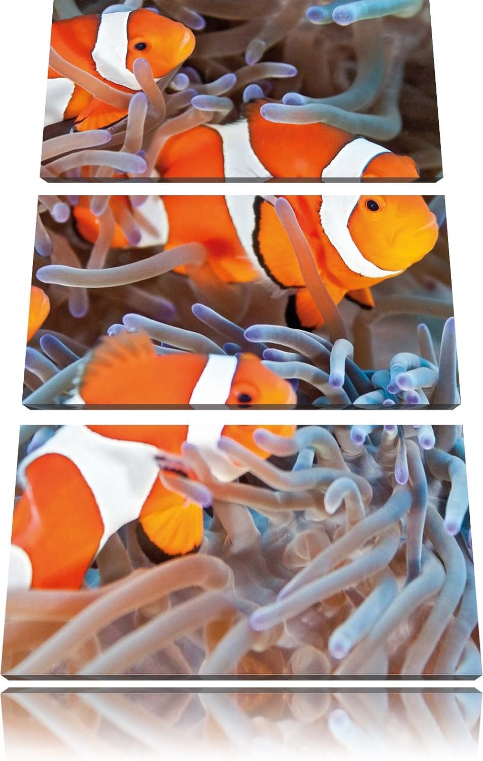 Pixxprint Clown Fische in Anemone als Leinwandbild | Grösse: 3 Teilig (120x80) | Wandbild| Kunstdruc