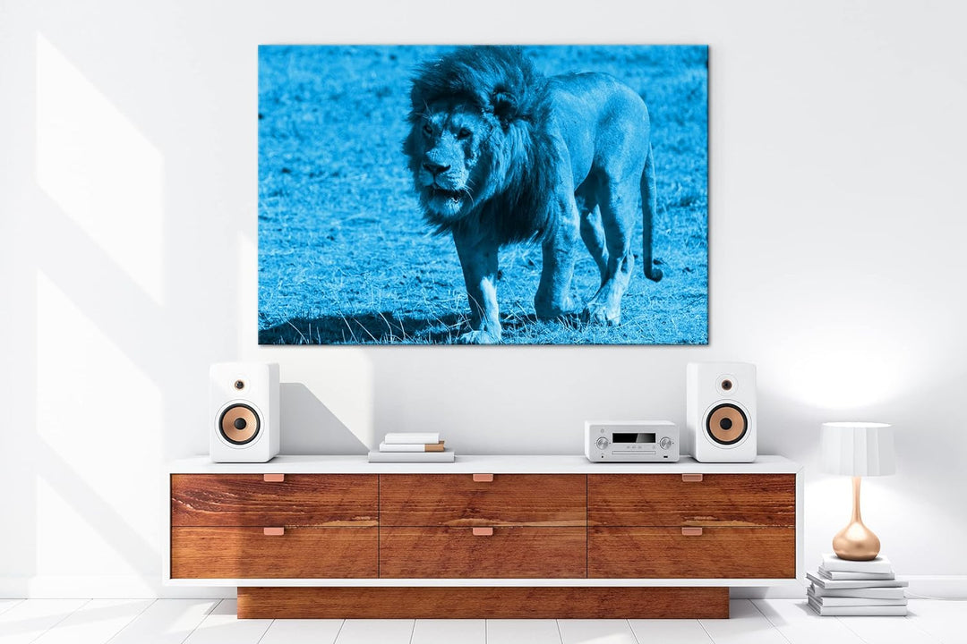 deyoli einsam umherstreifender Löwe Format 80x60 Effekt: Monocrome Blau als Leinwandbild, Motiv fert