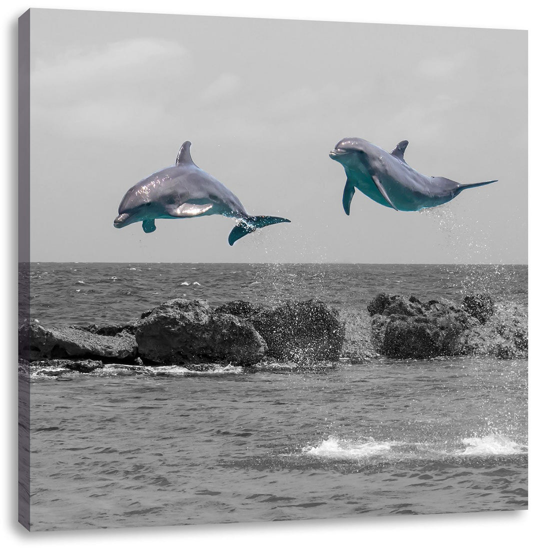 Pixxprint Zwei hoch springende Delphine schwarz/weiss, Format: 70x70 als Leinwandbild, 70x70