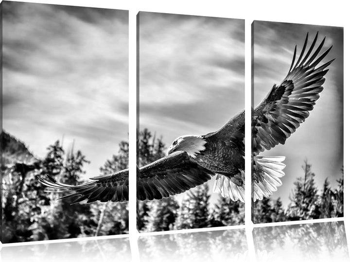 Pixxprint Adler als Leinwandbild | Grösse: 3 Teilig (120x80) | Wandbild| Kunstdruck | fertig bespann
