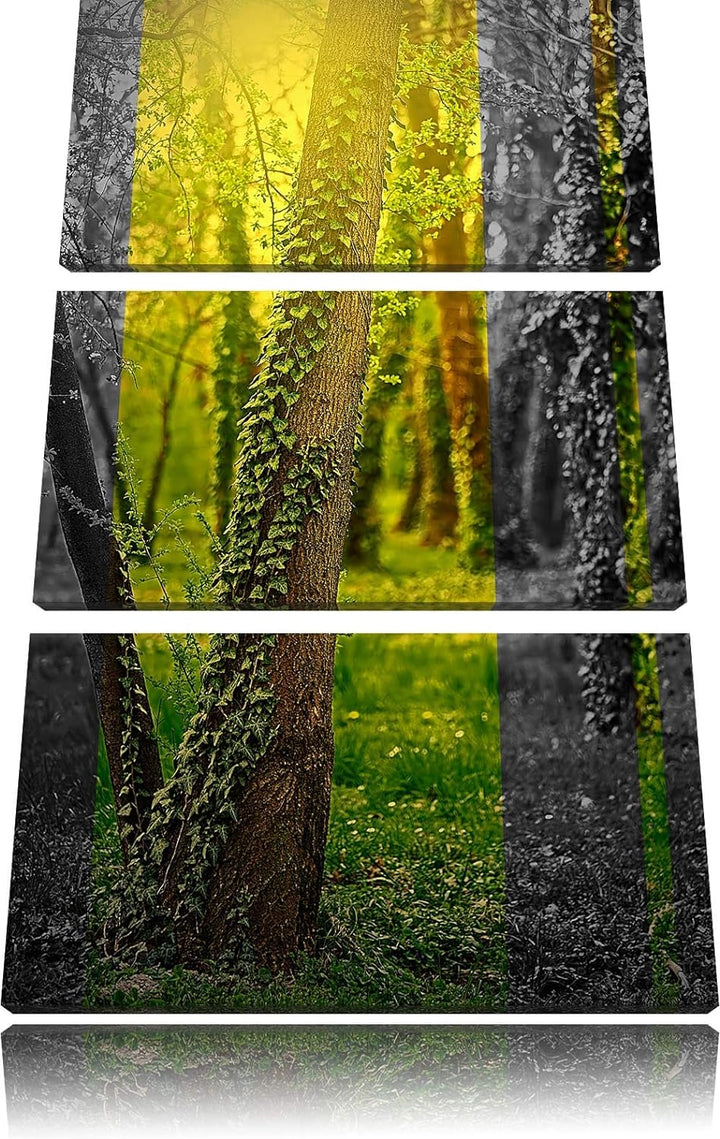 Efeuranken wachsen an Bäumen schwarz/weiss 3-Teiler Leinwandbild 120x80 Bild auf Leinwand, XXL riesi