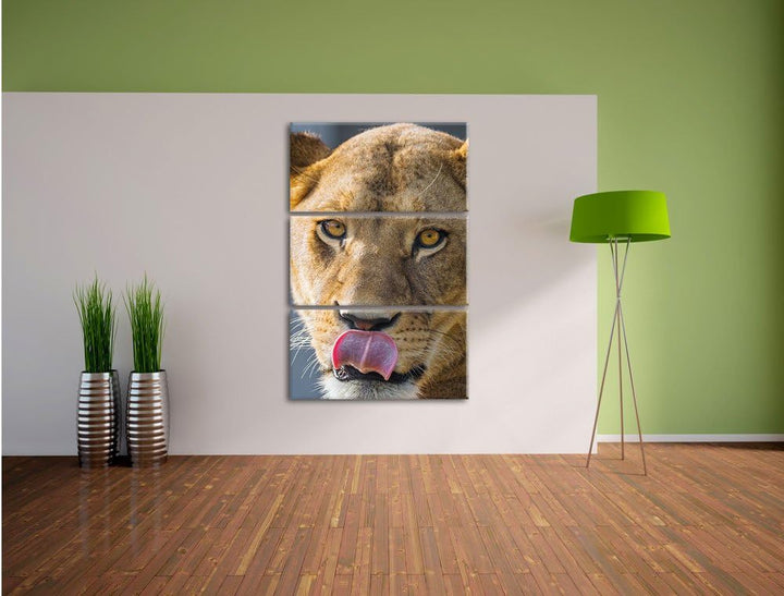 Pixxprint anmutige Löwin 3-Teiler Leinwandbild 120x80 Bild auf Leinwand