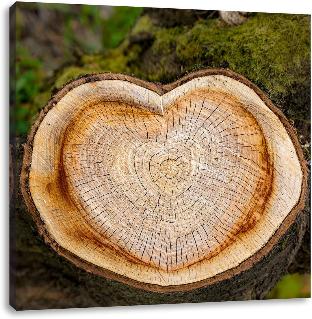 Pixxprint Jahresringe am Baumstamm als Leinwandbild Quadratisch/Grösse: 70x70 / Wandbild/Kunstdruck/