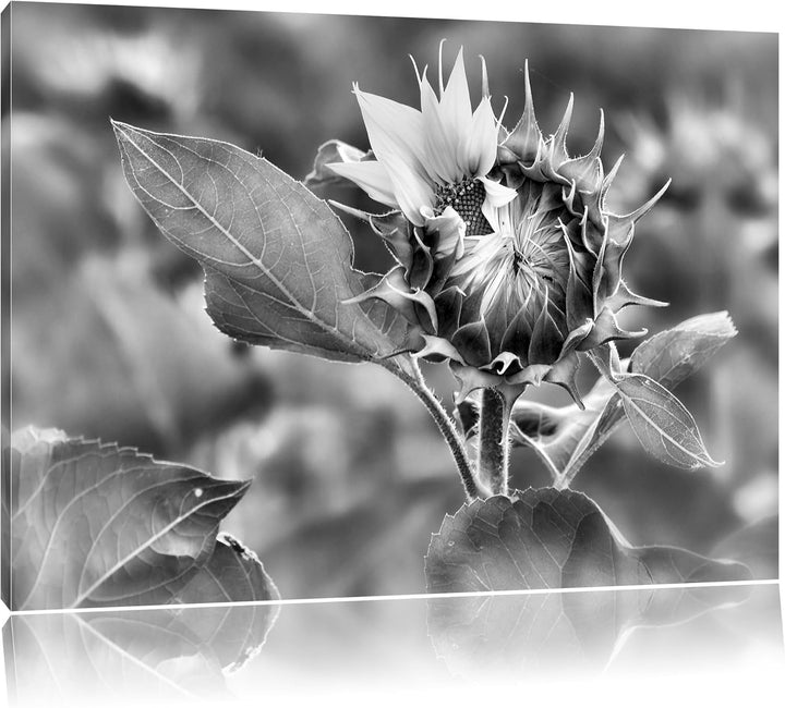 Pixxprint Aufblühende Sonnenblume als Leinwandbild/Grösse: 100x70 / Wandbild/Kunstdruck/fertig bespa