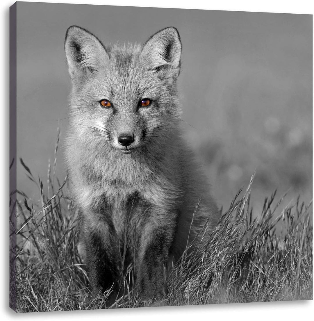 Pixxprint Kleiner süsser Fuchs auf Wiese als Leinwandbild/Grösse: 70x70 cm/Wandbild/Kunstdruck/ferti