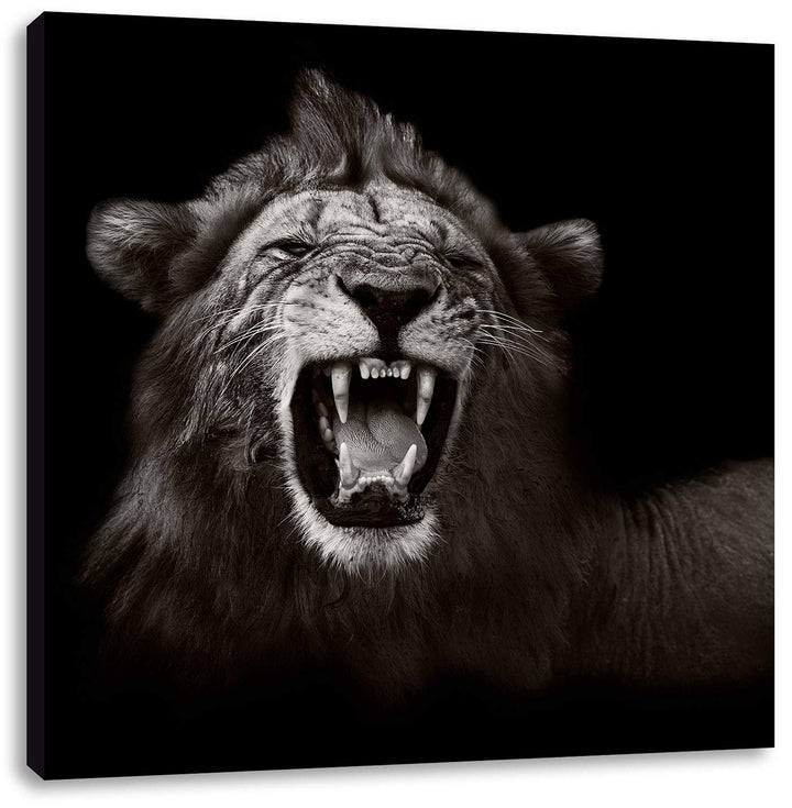 Pixxprint Dark Brüllender Löwe als Leinwandbild/Grösse: 70x70 cm/Wandbild/Kunstdruck/fertig bespannt