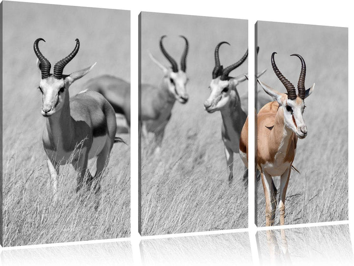 Tiere in Savanne, Rehe, Afrika schwarz/weiss 3-Teiler Leinwandbild 120x80 Bild auf Leinwand, XXL rie