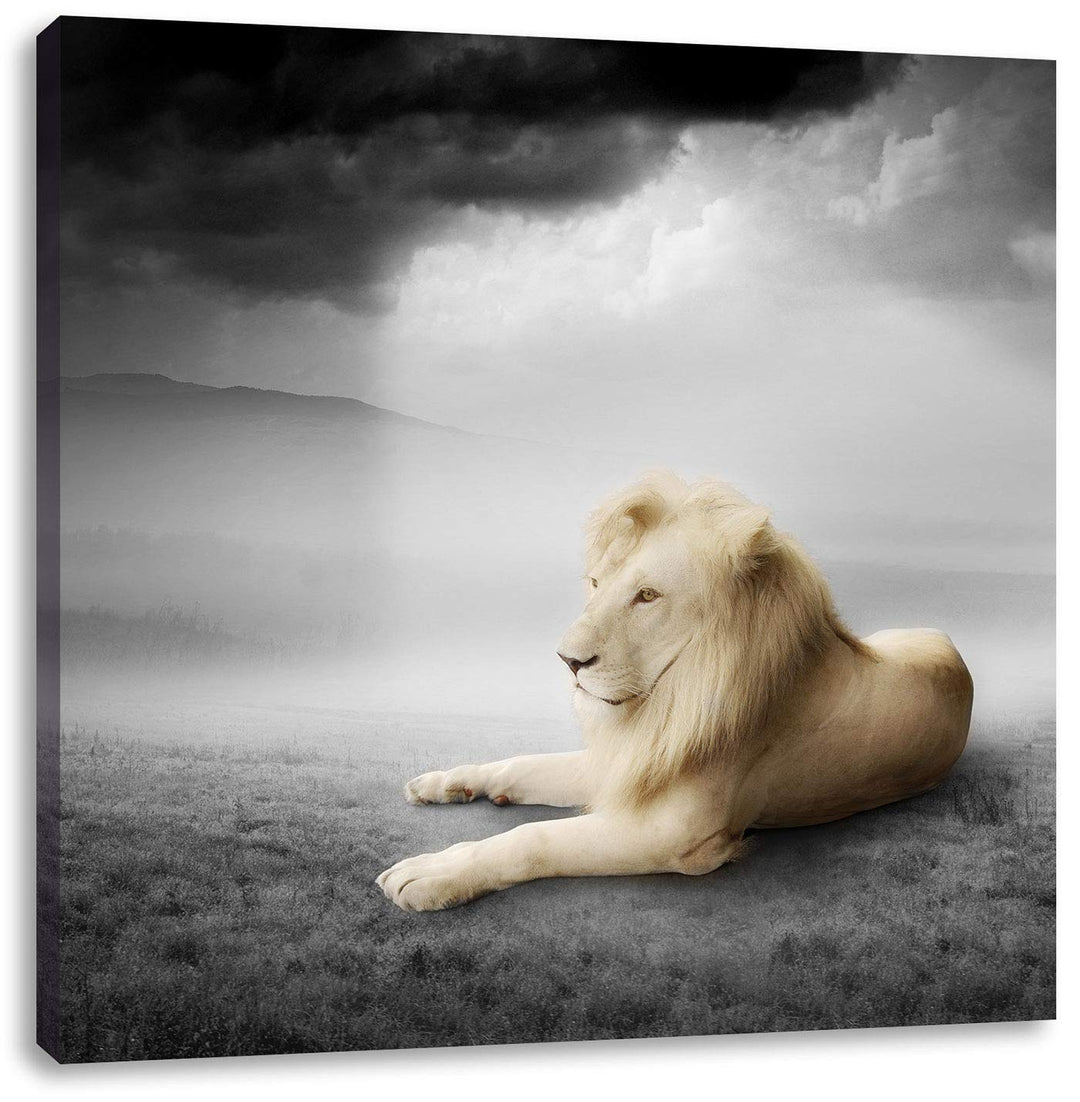 Pixxprint stolzer Löwe in Steppe als Leinwandbild | Grösse: 70x70 cm | Wandbild| Kunstdruck | fertig