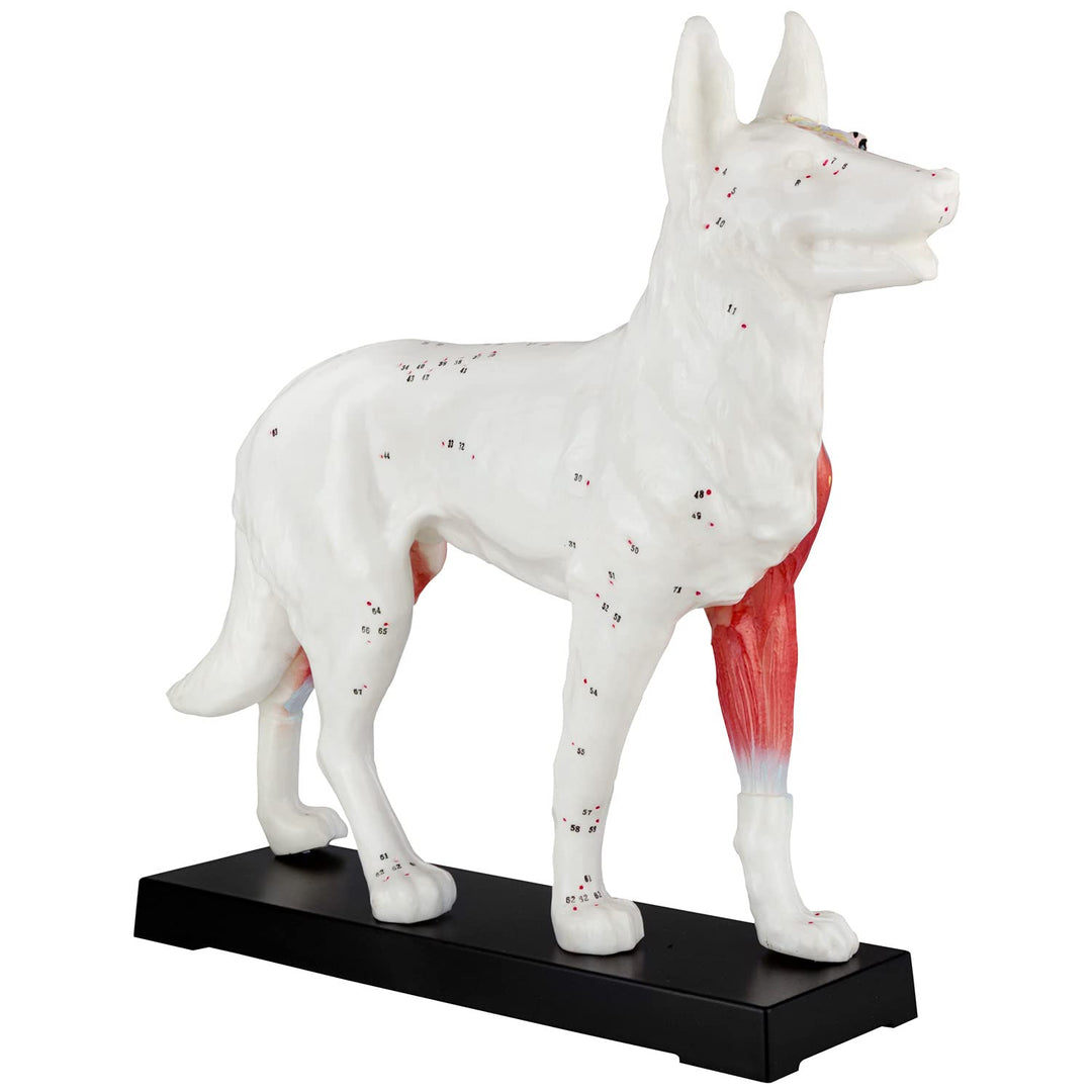 Akupunktur Anatomie TCM Hundekörper Modell Figur Akupunkturmodell Lehrmittel Hund Tier Muskelmodell