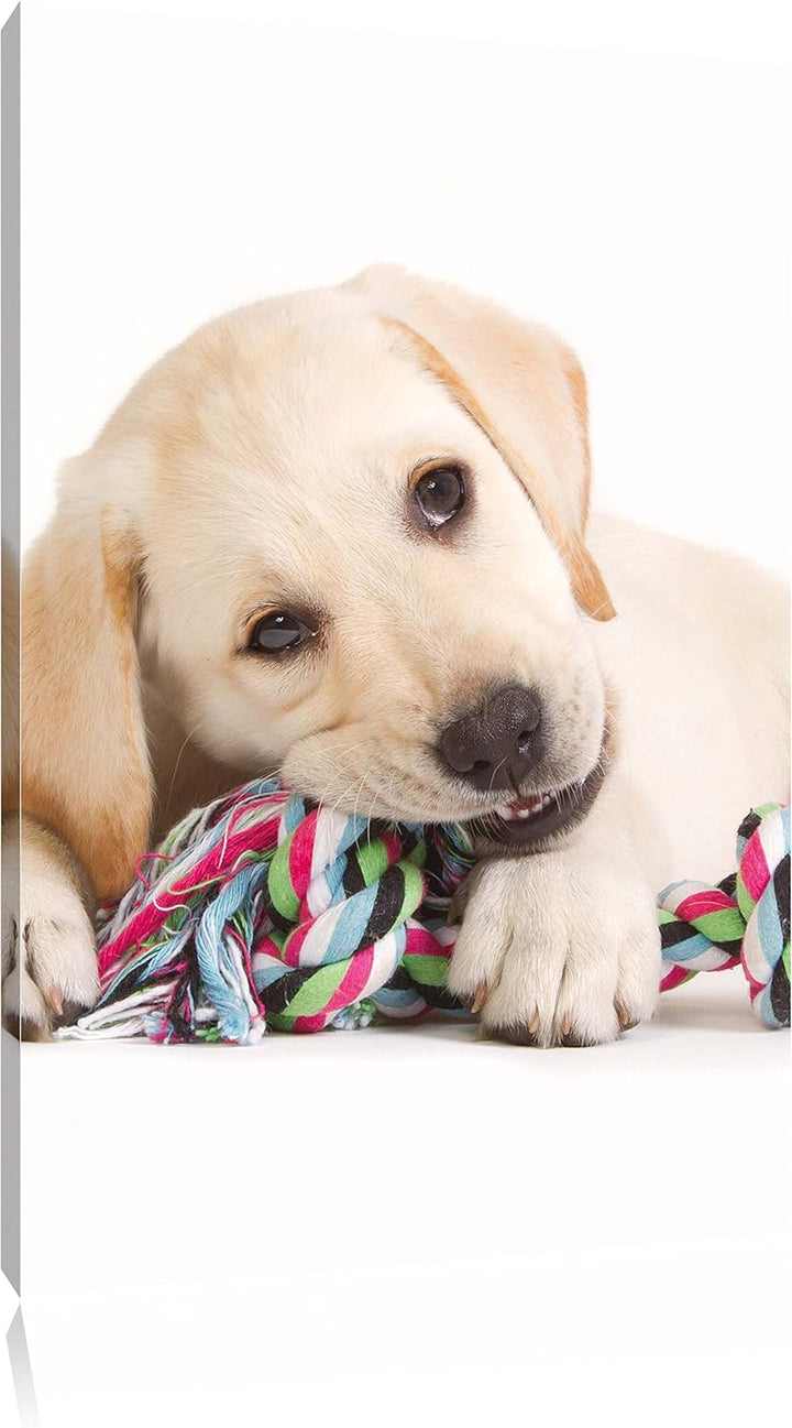 Pixxprint Hundewelpe, Format: 100x70 auf Leinwand, XXL riesige Bilder fertig gerahmt mit Keilrahmen,