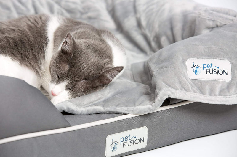 PetFusion Ultimate Solid 2,5 "Memory Foam Haustierbett für kleine Hunde und Katzen (25 x 20 x 5,5" o