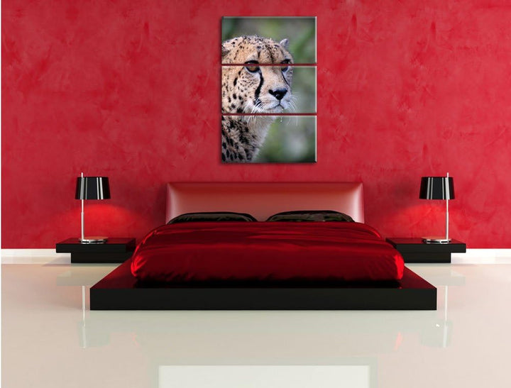 Pixxprint bildschöner Gepard als Leinwandbild/Grösse: 3 Teilig (120x80) cm/Wandbild/Kunstdruck/ferti