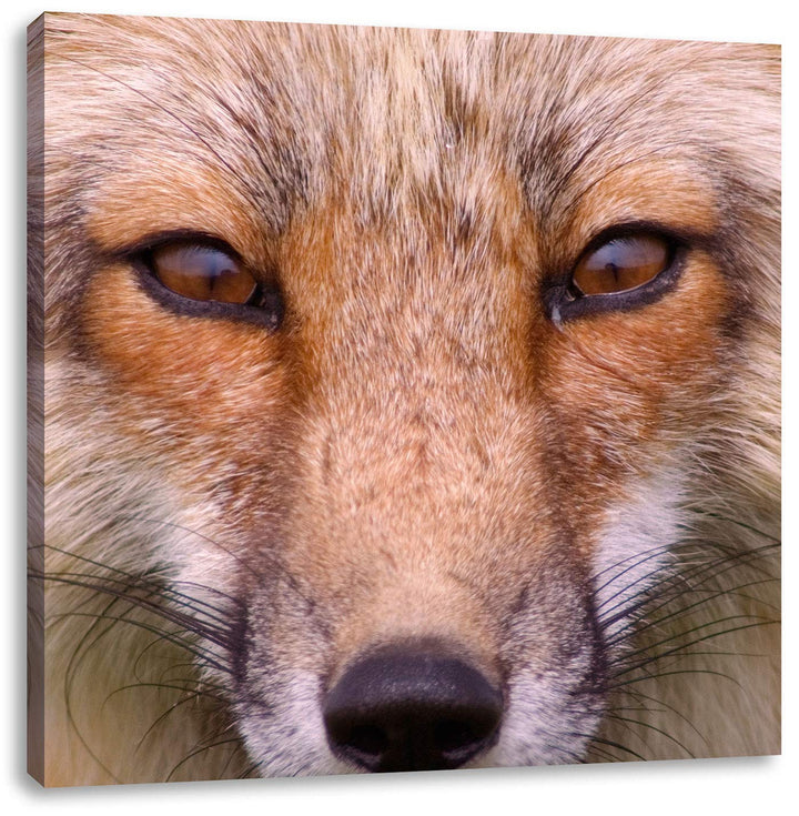 Pixxprint Fuchs Porträt, Format: 70x70 auf Leinwand, XXL riesige Bilder fertig gerahmt mit Keilrahme