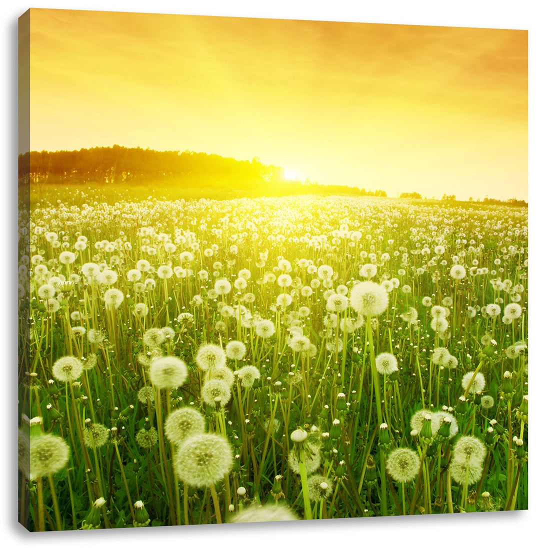 Pixxprint Pusteblumen Sonnenuntergang als Leinwandbild Quadratisch/Grösse: 70x70 / Wandbild/Kunstdru