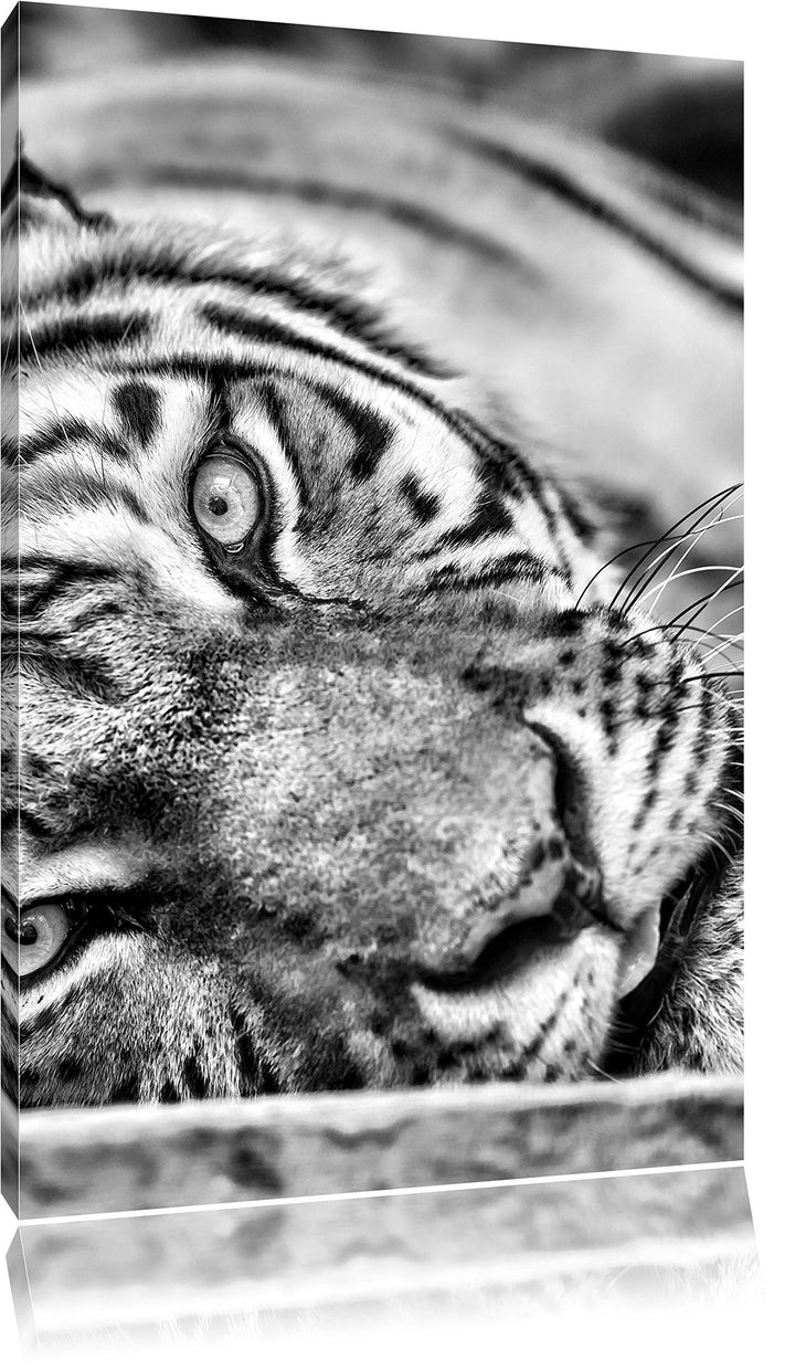 Monocrome, ruhender Tiger, Format: 100x70 auf Leinwand, XXL riesige Bilder fertig gerahmt mit Keilra
