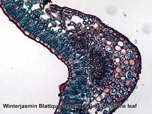 Bresser Mikroskop Dauerpräparate, 100 Glas-Objektträger mit gefärbten Präparaten aus der Biologie, f