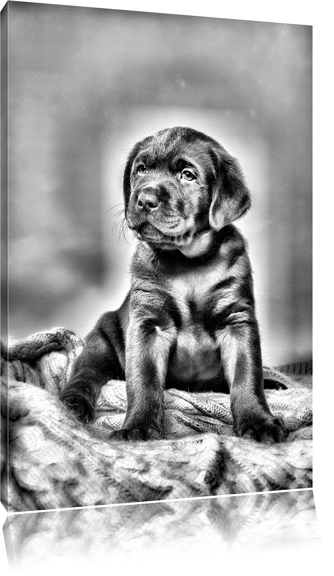 Pixxprint Hundewelpe auf Pullovern / 100x70cm Leinwandbild bespannt auf Holzrahmen/Wandbild Kunstdru