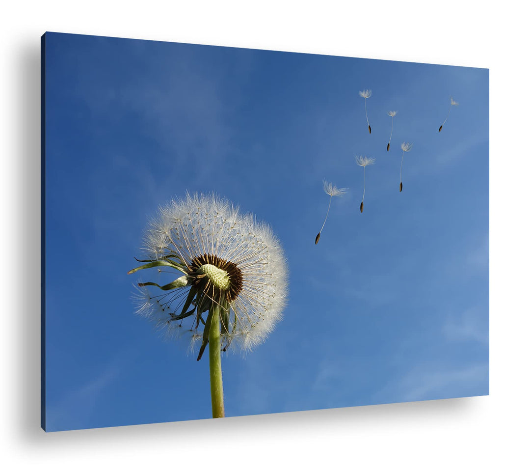 deyoli bezaubernde Pusteblume Format: 100x70 als Leinwandbild, Motiv fertig gerahmt auf Echtholzrahm