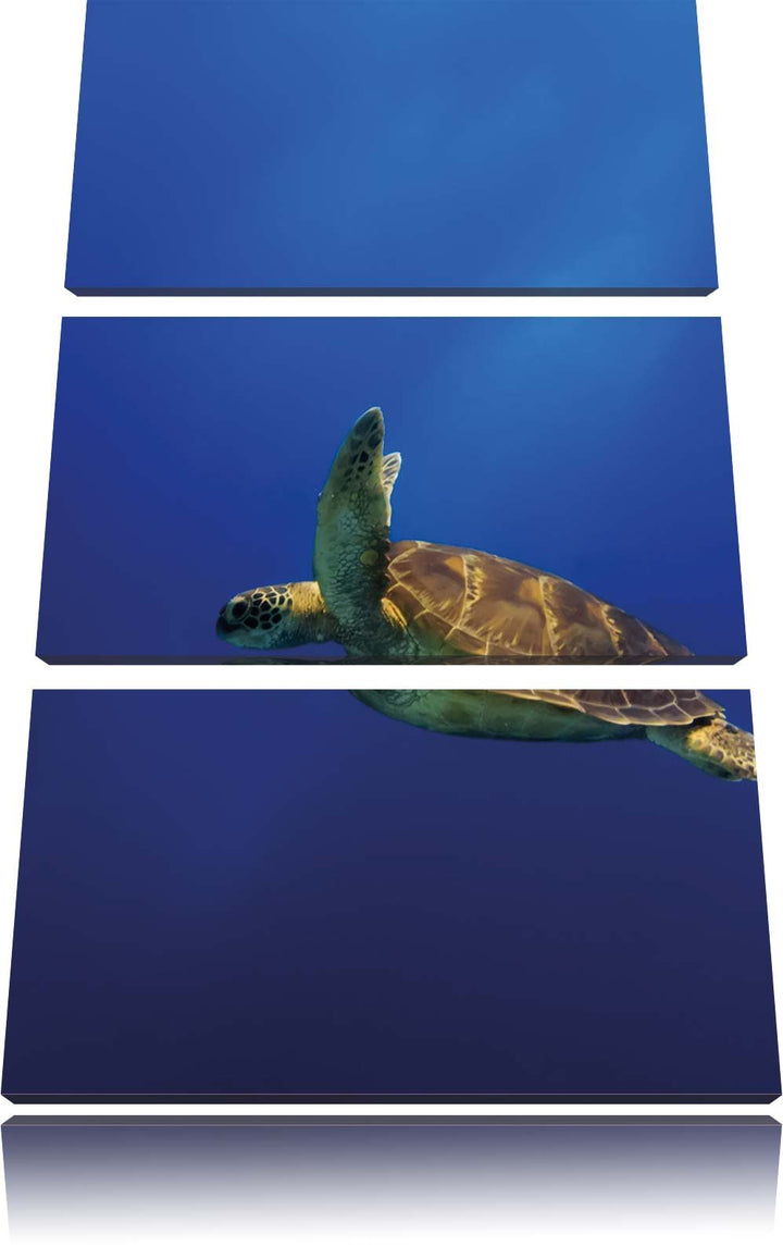 Pixxprint Schildkröte im Meer als Leinwandbild/Grösse: 3 Teilig (120x80) cm/Wandbild/Kunstdruck/fert