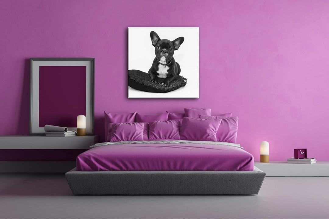 deyoli putzige Bulldogge mit einem Rotem Kissen Format: 70x70 Effekt: Schwarz&Weiss als Leinwandbild