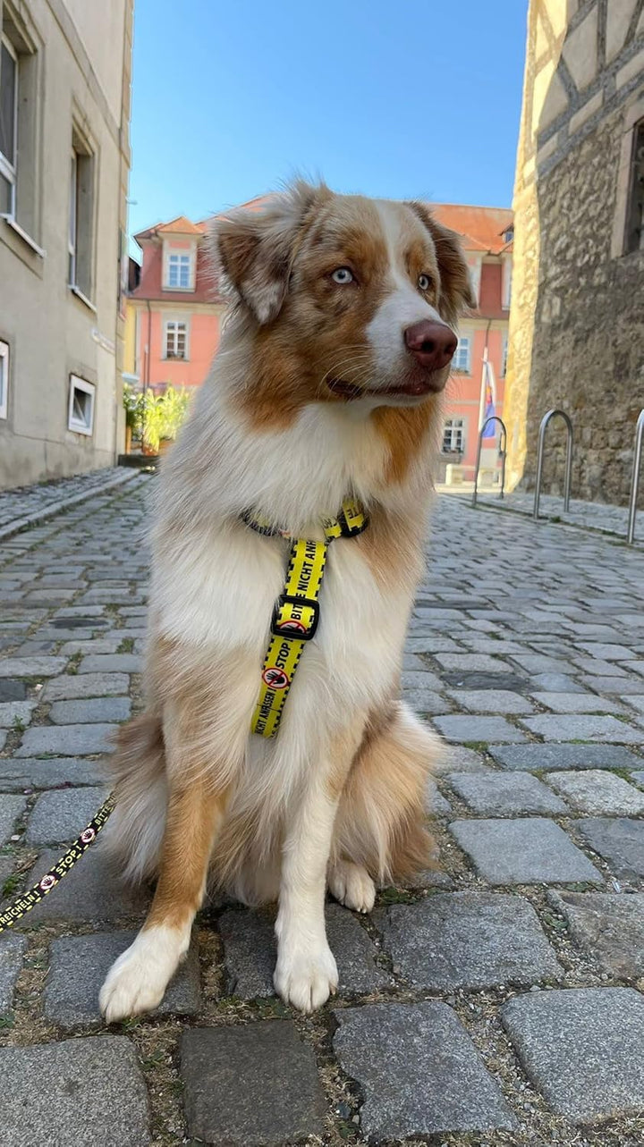 Dingo Hundegeschirre Guard Gelb Bitte Nicht Anfassen Grosse L Breite Band 4,0 cm 55-100 cm 95382, L