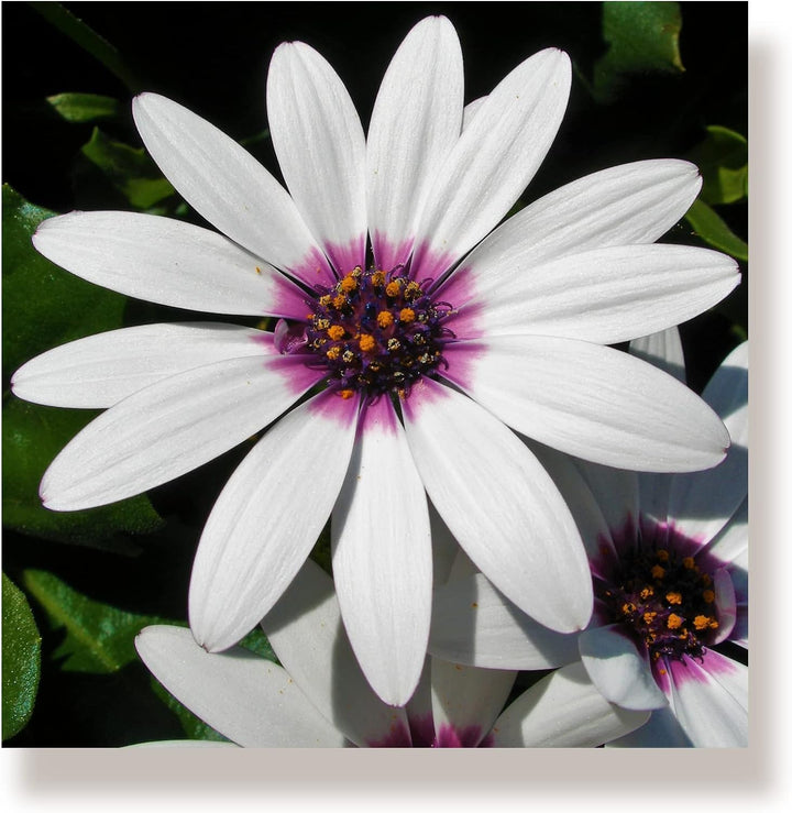WunschPIXEL – Wandbild Blumen auf weissem Acrylglas, Set 4-teilig je 20x20 cm, quadratisch, Sommerbl