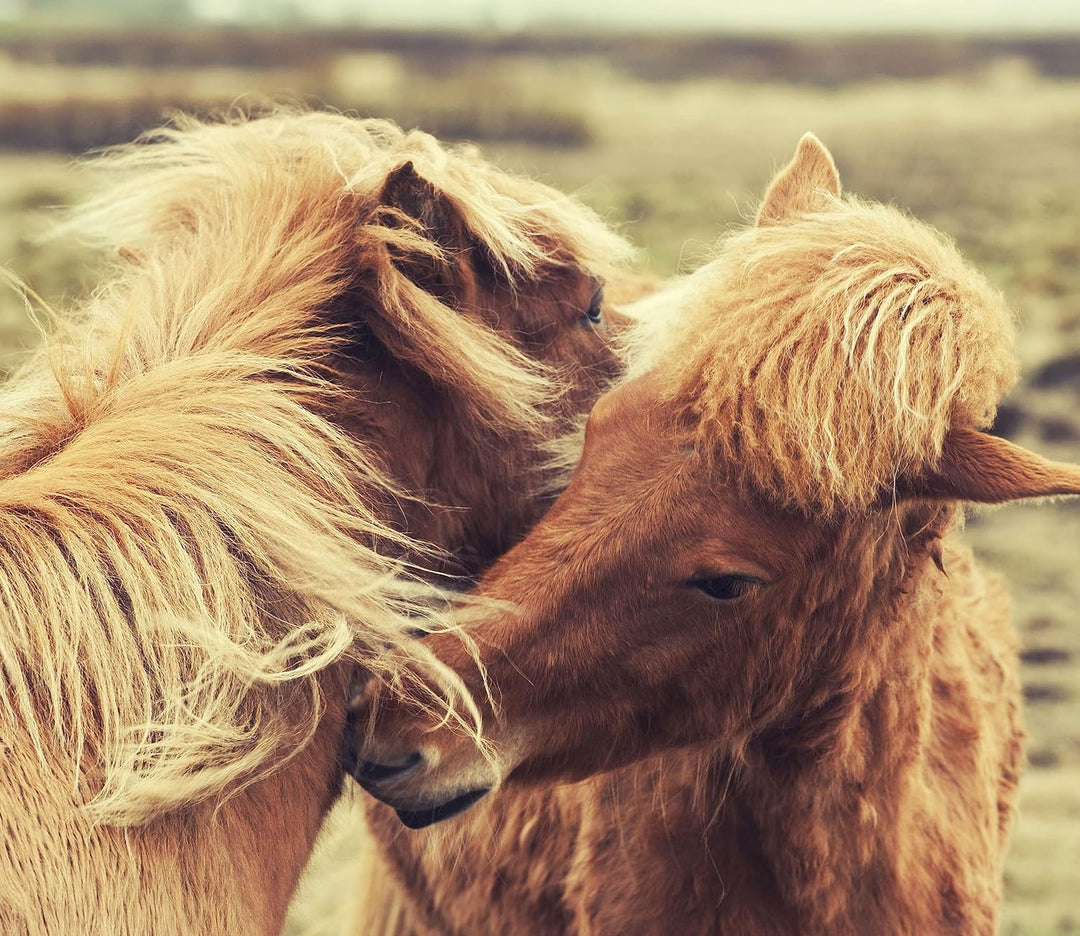 Islandpferde Pony Herdabdeckplatte & Spritzschutz aus Echtglas | Für Herd-Kochfelder | 60x52 cm