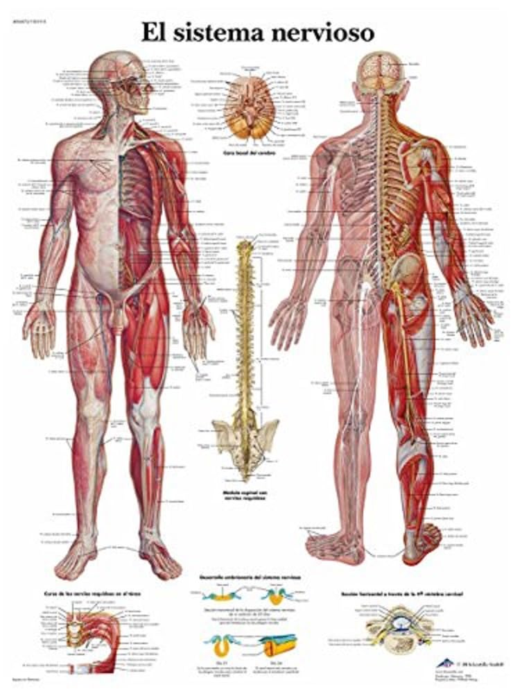 3B Scientific Lehrtafel laminiert - El sistema nervioso - Spanisch Papier, Papier
