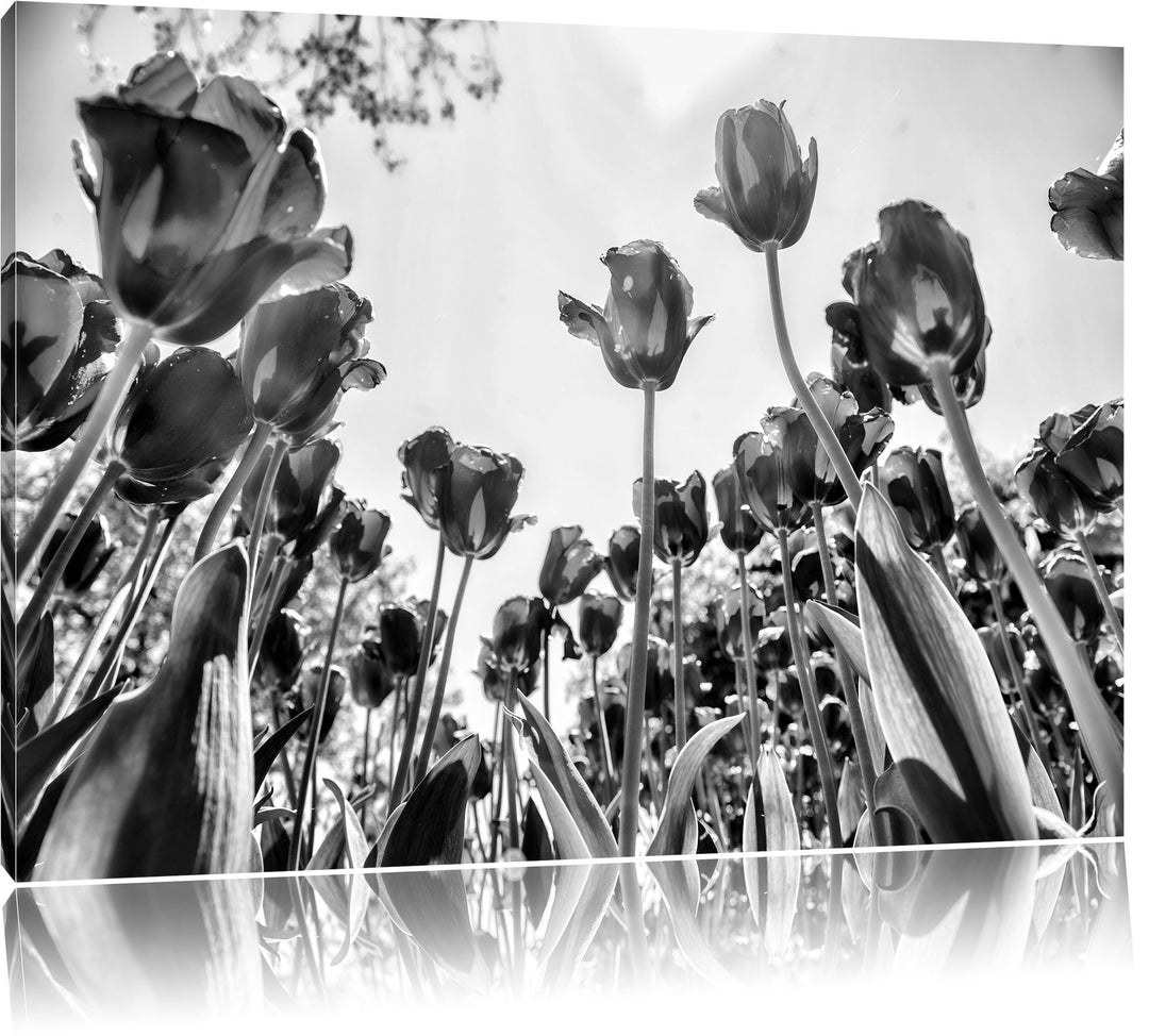 Monocrome, Rosenfeld, Format: 100x70 auf Leinwand, XXL riesige Bilder fertig gerahmt mit Keilrahmen,
