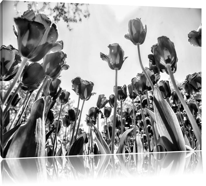 Monocrome, Rosenfeld, Format: 100x70 auf Leinwand, XXL riesige Bilder fertig gerahmt mit Keilrahmen,