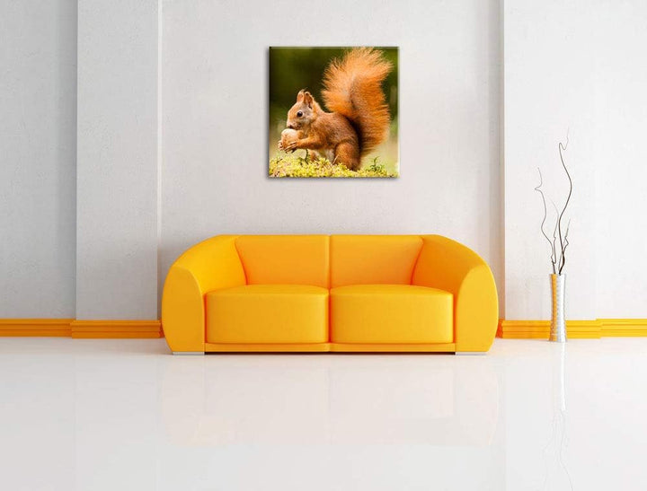 Eichhörnchen mit Nuss, Format: 70x70 auf Leinwand, XXL riesige Bilder fertig gerahmt mit Keilrahmen,
