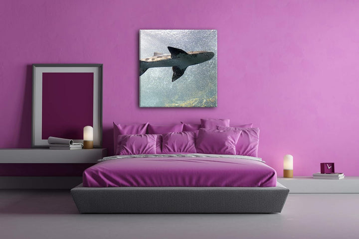 deyoli grosser Hai im Aquarium im Format: 70x70 als Leinwandbild, Motiv fertig gerahmt auf Echtholzr