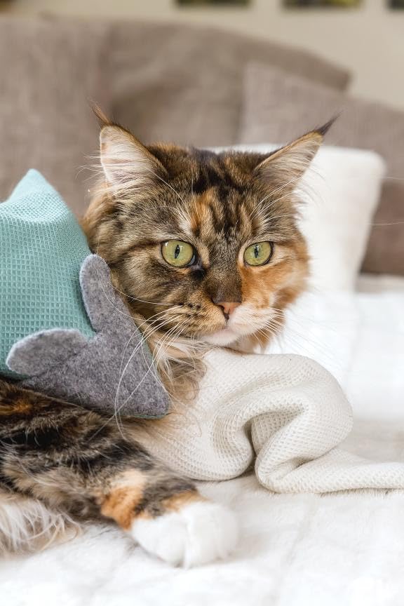 Kater Kasimir MAUSBERT 2-in-1 Kuschelkissen und Katzenspielzeug Maus in Einem! 4er Set mit Bio-Katze