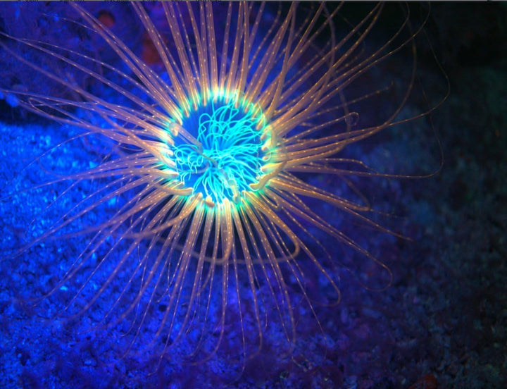 SeaLife Sea Dragon Fluoaro Dual Beam Tauchlampe Videoleuchte