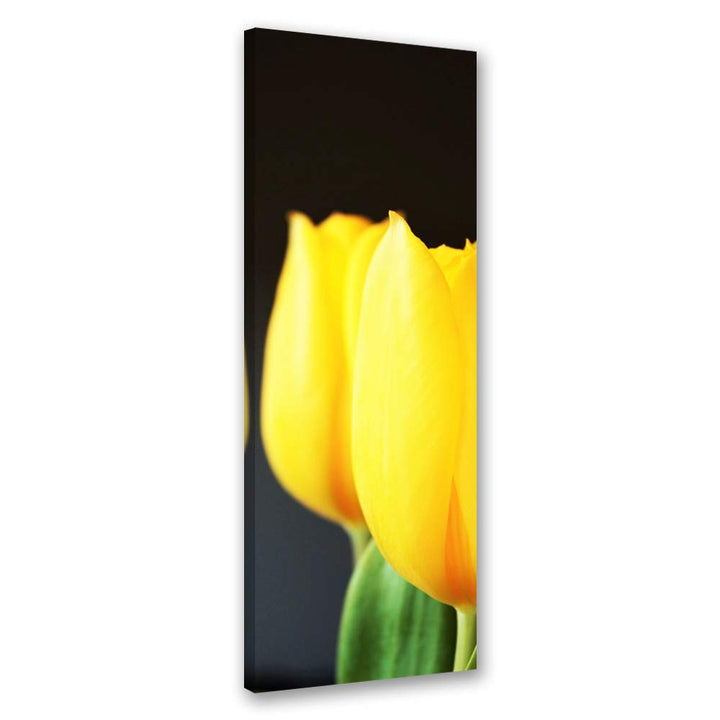Feeby Bild auf Leinwand Tulpen Kunstdruck modern Blumen Gelb 30x90 cm Leinwandbild 30x90 cm Gelb_a,