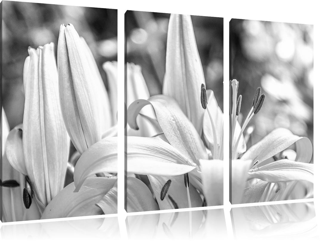 Pixxprint schöne orangene Lilien Kunst B&W als Leinwandbild/Grösse: 3 Teilig (120x80) / Wandbild/Kun