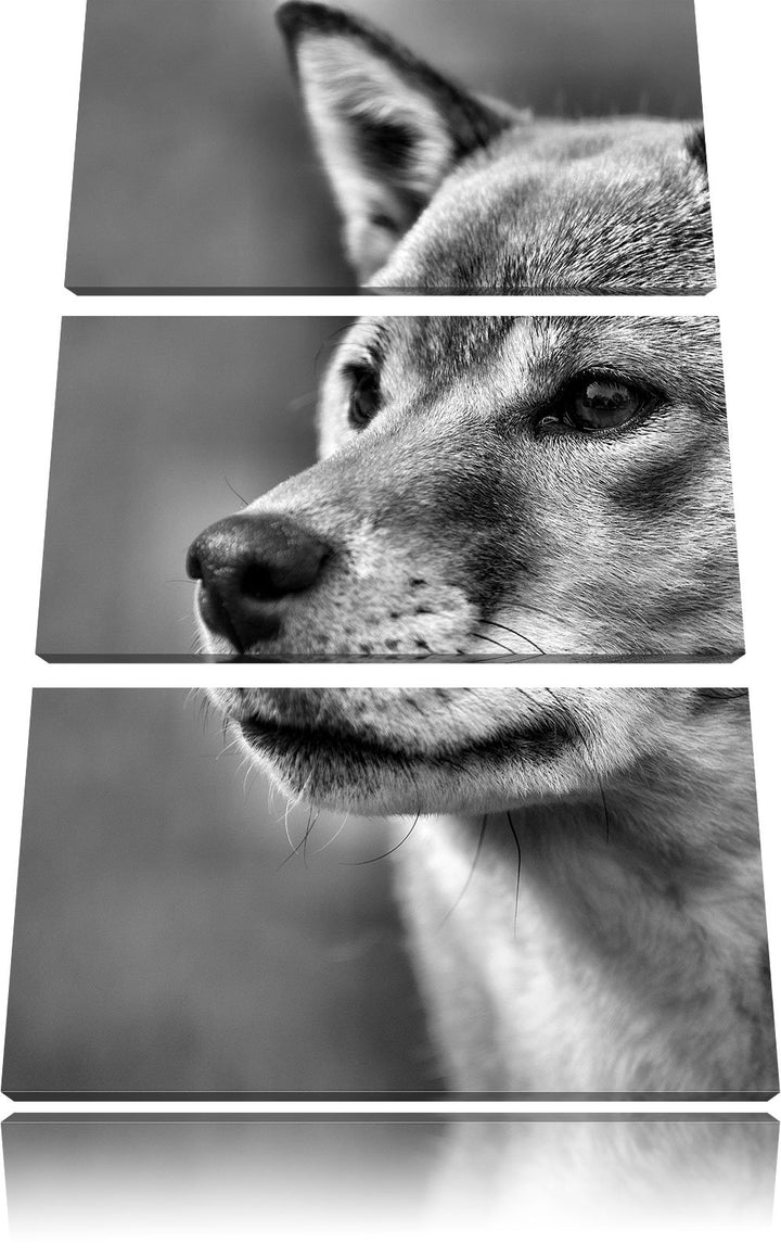Pixxprint Finnen-Spitz Hund im Gras als Leinwandbild/Grösse: 3 Teilig (120x80) cm/Wandbild/Kunstdruc