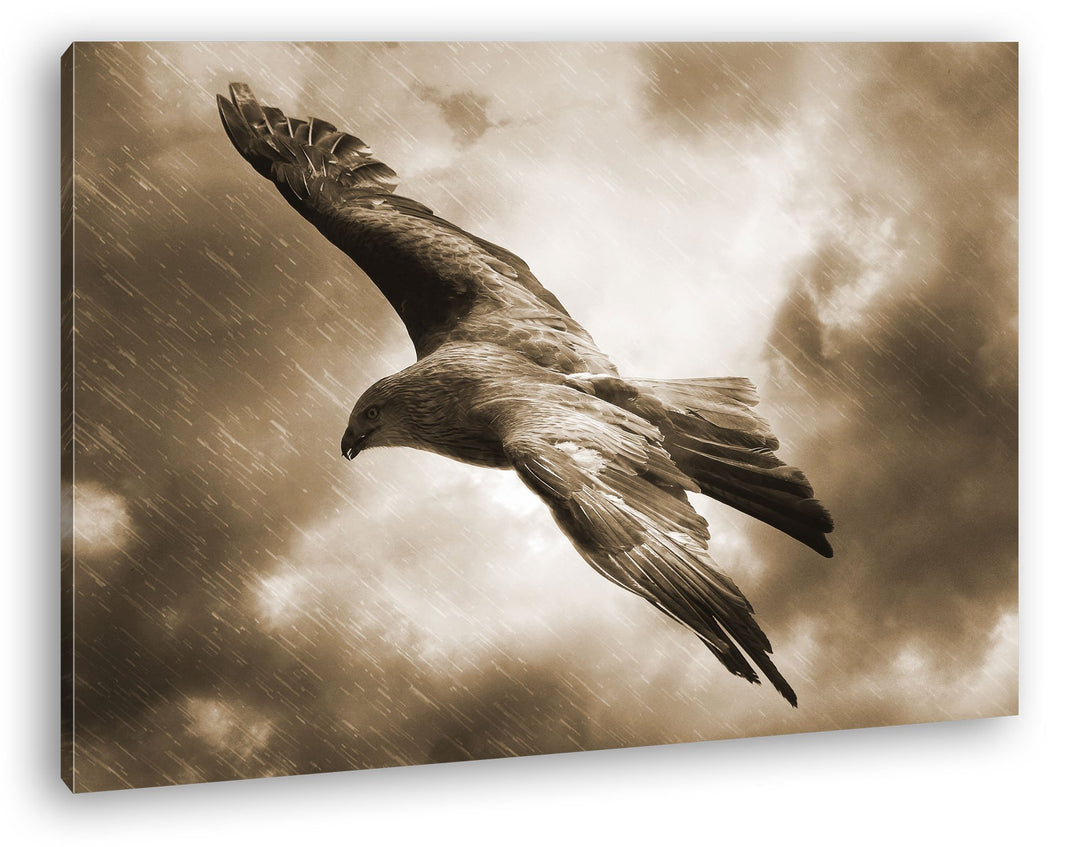 gewaltiger Adler in den Wolken Format: 80x60 Effekt: Sepia als Leinwandbild, Motiv fertig gerahmt au