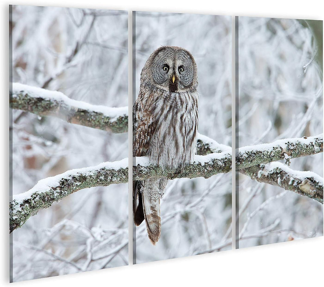 islandburner Bild auf Leinwand Steinkauz Strix Nebulosa Auf Einem Baum Sitzend Bilder Wandbilder Pos