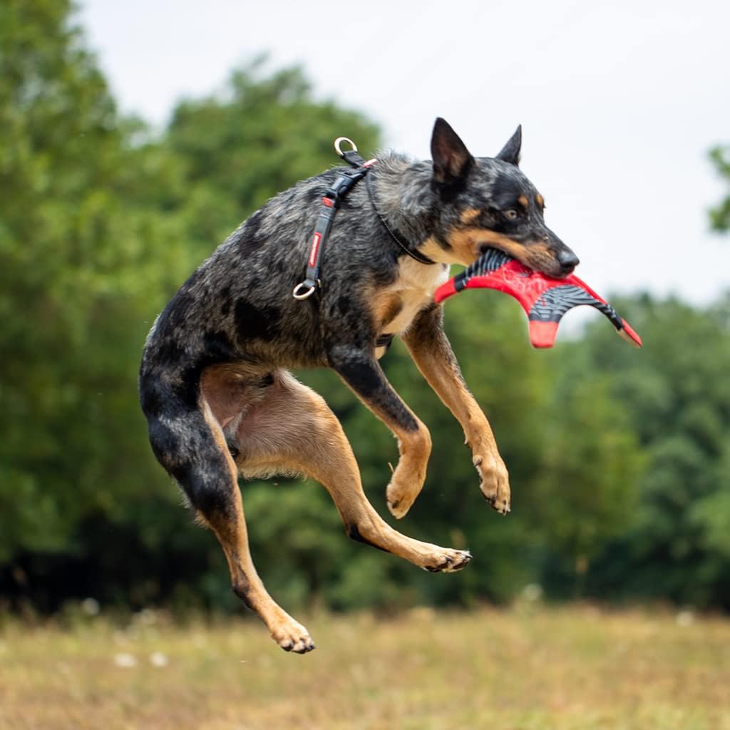 EzyDog Anti Zieh Geschirr Hund - Crosscheck Hundegeschirr für Kleine, Mittelgrosse und Grosse Hunde,