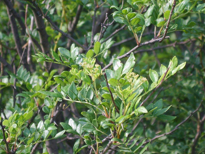 Szechuanpfeffer Zanthoxylum schinifolium Pflanze 15-20cm Japanischer Pfeffer